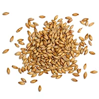 la maltazione dell'orzo: il malto chiaro la maltazione dell'orzo: il malto chiaro