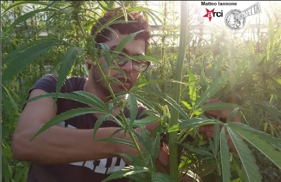 Aromatizzare le bevande con la canapa aromatizzare bevande alcoliche con una miscela di fiori di Cannabis sativa L.
