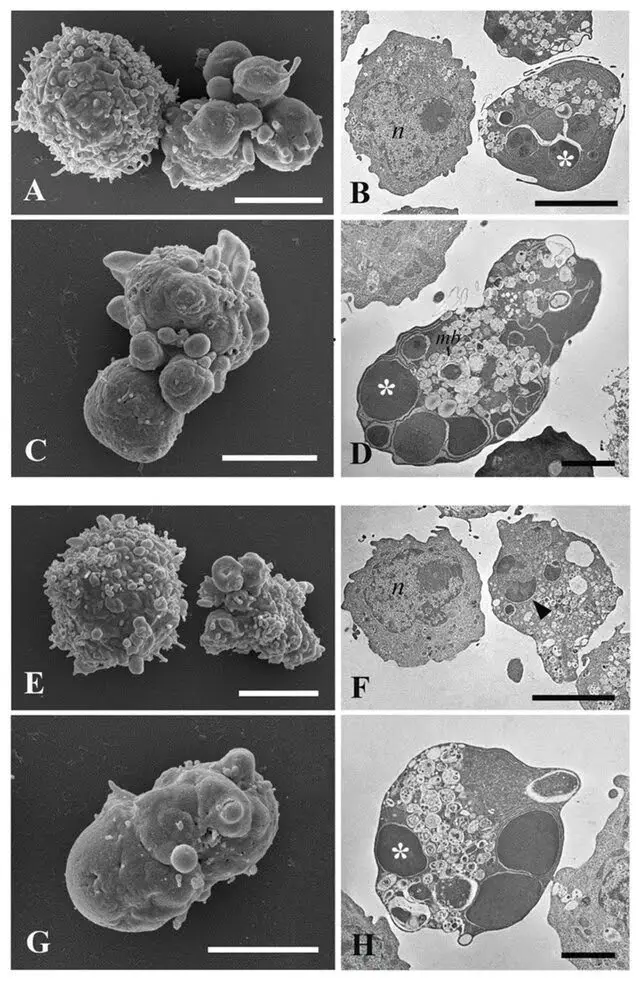Olio essenziale e idrolato di canapa (Cannabis sativa L., Kompolti cv.) e luppolo (Humulus lupulus L., Chinook cv.): indagine chimica mediante HS-GC-MS e valutazione dell'attività apoptotica.